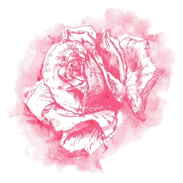 Vector illustration of Aquarelle und pencil hand drawn rose head. Vector