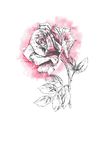 Watercolor and pencil hand drawn rose. Vector objects on white background.