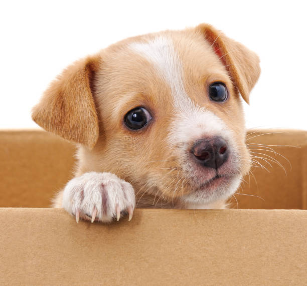 Brown puppy in a box.