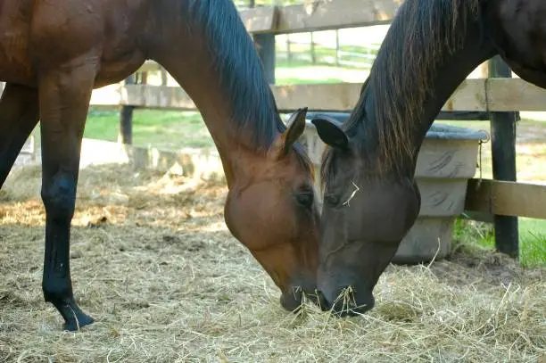 Photo of Mares Sharing Breakfast