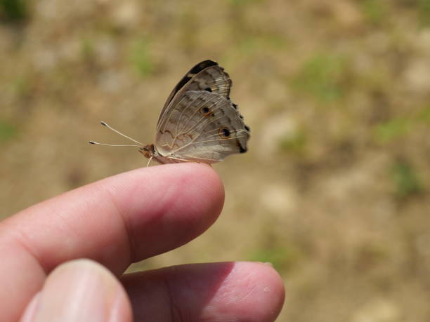 istock Blue Pansy Butterfly on human finger 1402856276