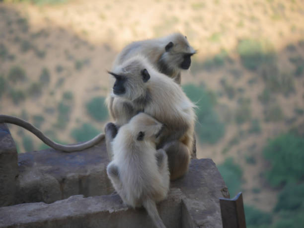 indischer grauer langur hanuman affen truppen ruhen auf berg - sri lanka langur animals in the wild endangered species stock-fotos und bilder