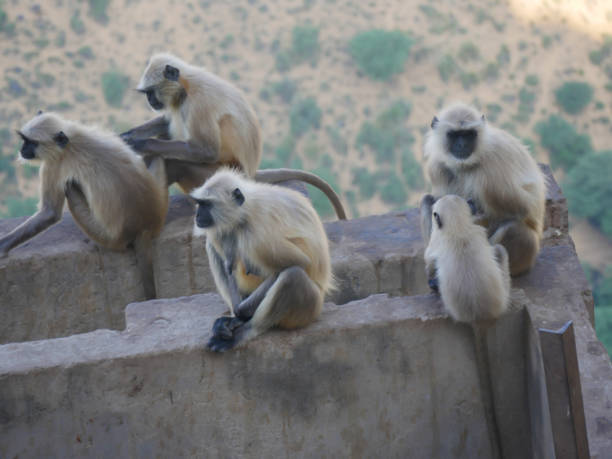 indischer grauer langur hanuman affen truppen ruhen auf berg - sri lanka langur animals in the wild endangered species stock-fotos und bilder