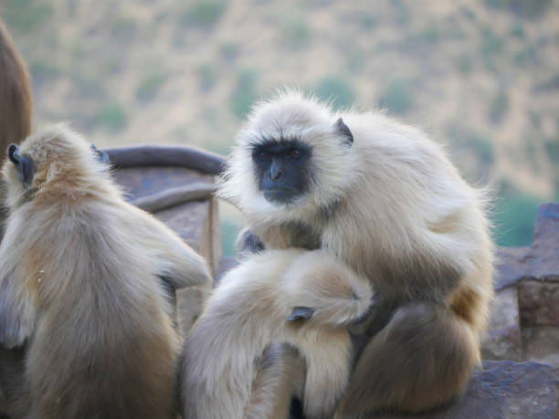 indiano gray langur hanuman tropas de macacos descansando na montanha - sri lanka langur animals in the wild endangered species - fotografias e filmes do acervo