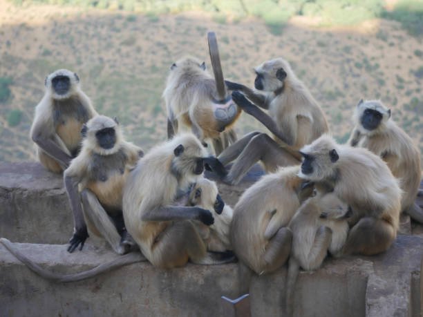 indiano gray langur hanuman tropas de macacos descansando na montanha - sri lanka langur animals in the wild endangered species - fotografias e filmes do acervo