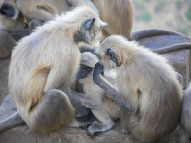 indischer grauer langur hanuman affen truppen ruhen auf berg - sri lanka langur animals in the wild endangered species stock-fotos und bilder