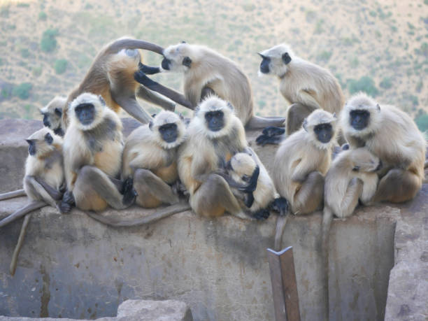 indischer grauer langur hanuman affen truppen ruhen auf berg - sri lanka langur animals in the wild endangered species stock-fotos und bilder