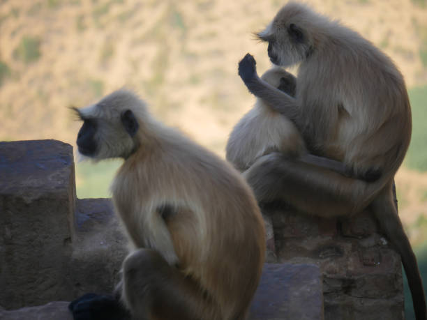 indischer grauer langur hanuman affen truppen ruhen auf berg - sri lanka langur animals in the wild endangered species stock-fotos und bilder
