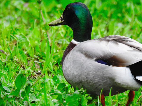 Close up photo of a mallard male duck.