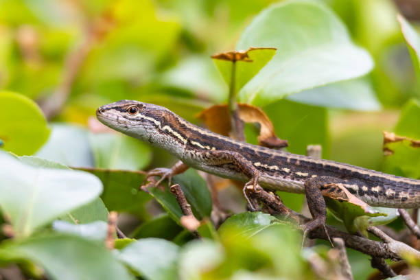 istock Lizards looking for food on the tree 1402857841