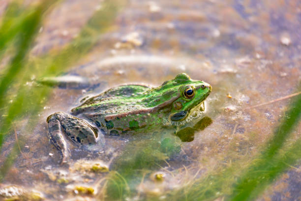 istock Lake frog is a master of disguise. 1402858900