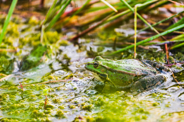 istock Lake frog is a master of disguise. 1402858998