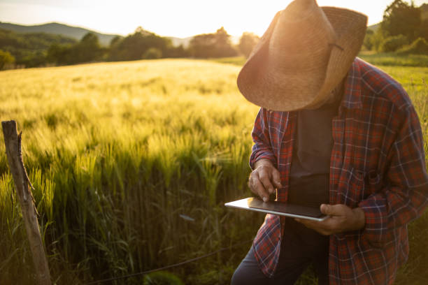 istock This is a very fruitful year, my wheat field is beautiful 1402859478
