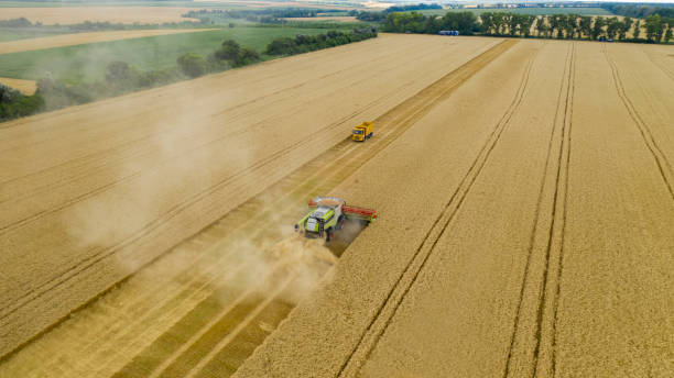 istock harvesting wheat, photo from a drone 1402859898