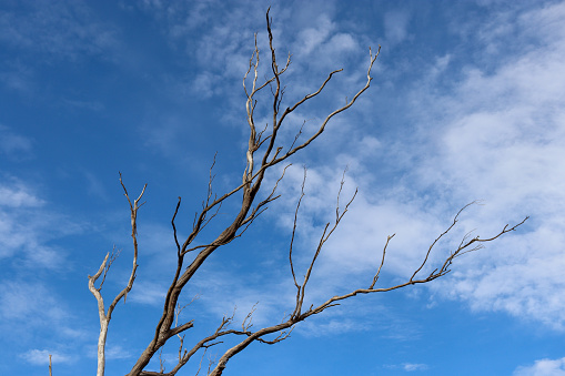 dead eucalyptus tree with bare branches and sky