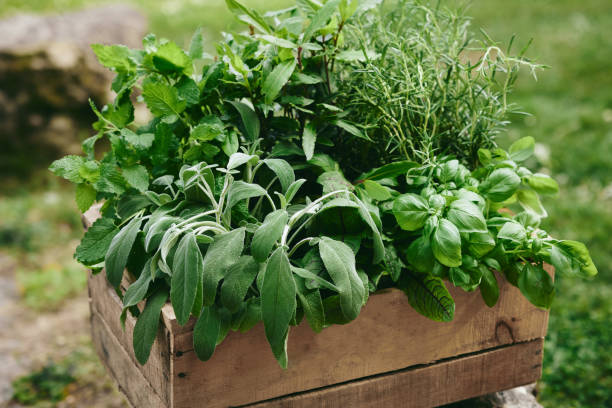 istock Green herbs in wooden container in garden 1402860953