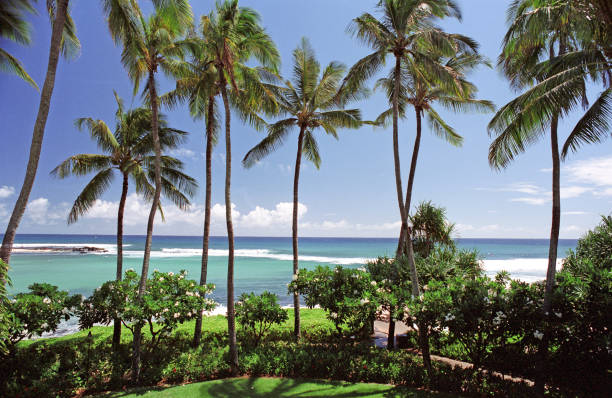 Palm Trees in front of the Ocean Film photograph of palm trees in front of the ocean on a tropical island. french overseas territory photos stock pictures, royalty-free photos & images