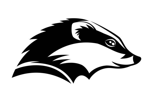 Badger animal icon. vector art illustration