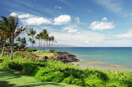 Film photograph the ocean through lush greenery on a tropical island.