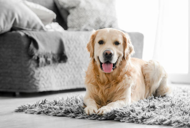istock Golden retriever dog at home 1402862289