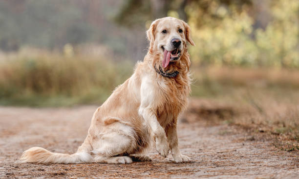istock Golden retriever dog in the forest 1402862293