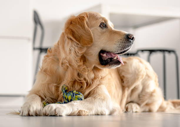 istock Golden retriever dog at home 1402862308