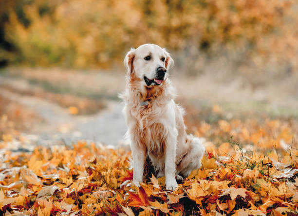 istock Golden retriever dog in park 1402862318