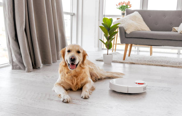 istock Golden retriever dog at home interior 1402862324