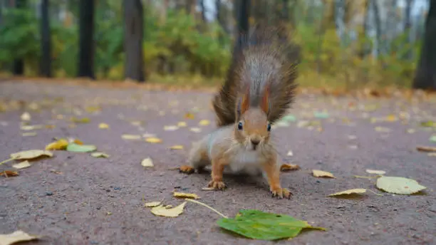 Photo of Funny little squirrel in a city park at a sunny day.