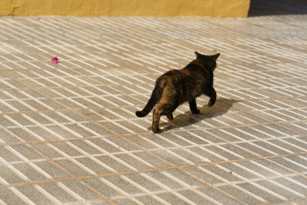 manchado de negro con un gato marrón que se escabulle en la calle de la ciudad. - domestic cat city life animal pets fotografías e imágenes de stock