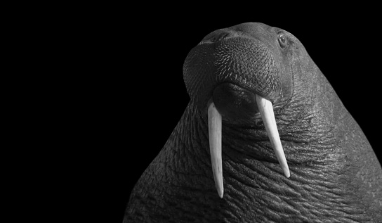 Black And White Pacific Walrus With Big Teeth In The Black Background