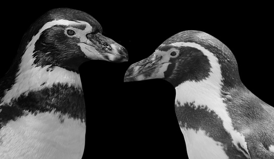 Two Magellanic Penguin Face In The Black Background