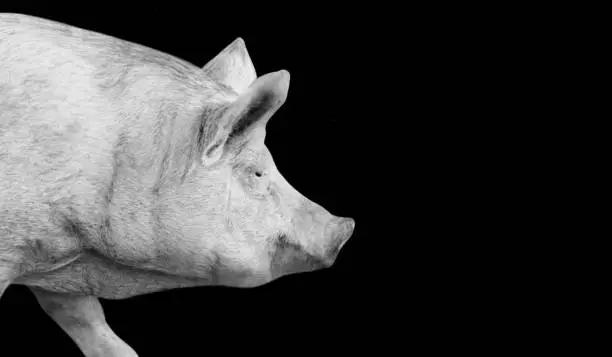 Pig Walking In The Black Background