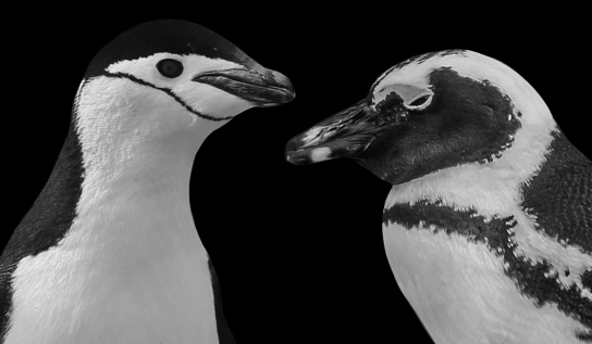 Cute Chinstrap And Humboldt Penguin Closeup Face