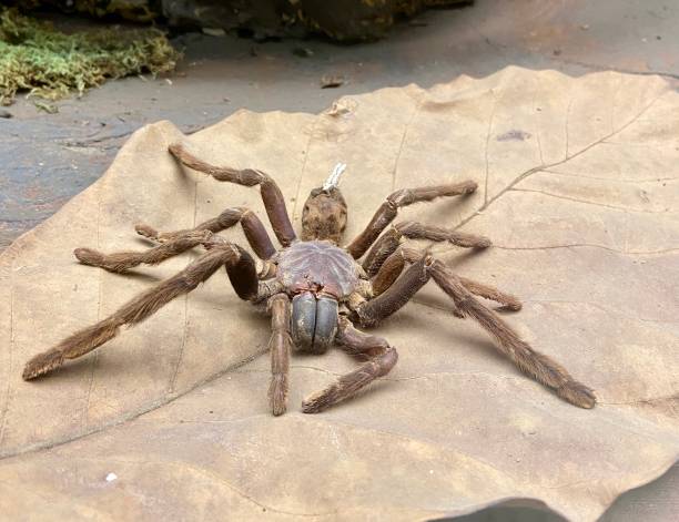 istock Spiders-bird-eatings, or spiders-birds (lat. Theraphosidae) 1402865308