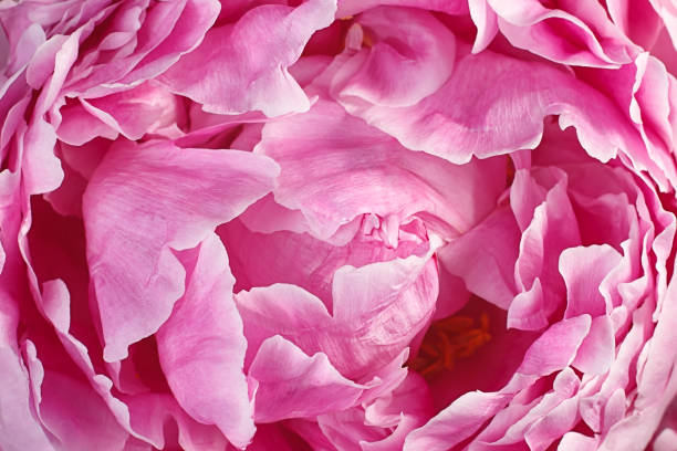 istock Abstract floral background of delicate rose peony 1402867843