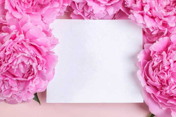 istock Pink peony frame around a white blank sheet. Greeting card mockup 1402867845