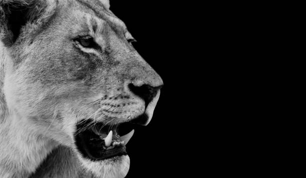 angry lion closeup gesicht im schwarzen hintergrund - lioness stock-fotos und bilder