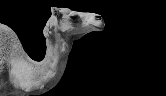 Long Neck Camels In The Black Background