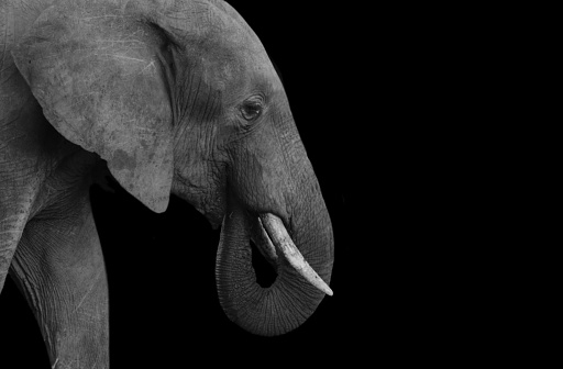 Elephant Eating The Food In The Black Background