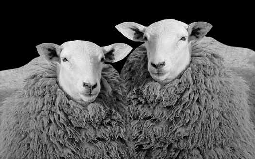 Two Black And White Wholly Sheep