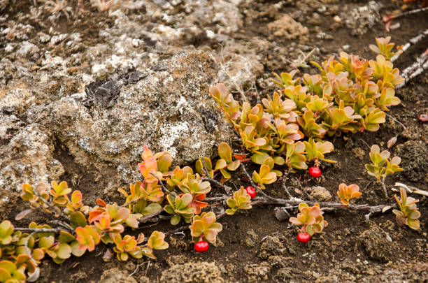 istock Vegetation on rocky ground 1402868534