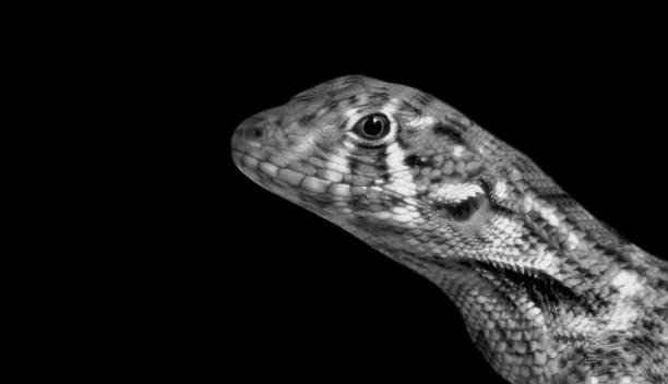 Northern Curly-tailed Lizard Closeup Face Northern Curly-tailed Lizard Closeup Face northern curly tailed lizard leiocephalus carinatus stock pictures, royalty-free photos & images