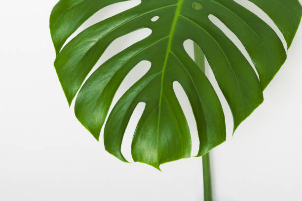 istock Closeup monstera houseplant 1402868651