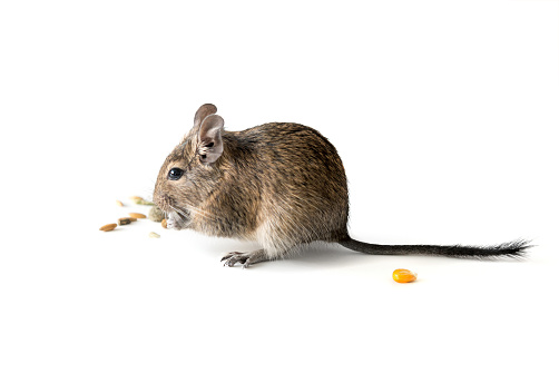 Adorable chilean degu squirrel eating some grain as a snack, isolated on white background, closeup