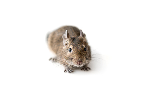 Little adorable Degu squirrel as a pet, sitting on a surface, isolated, closeup