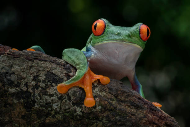 istock Red eyed tree frog hang on tree branch 1402869560