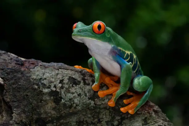 Red-eyed tree frog