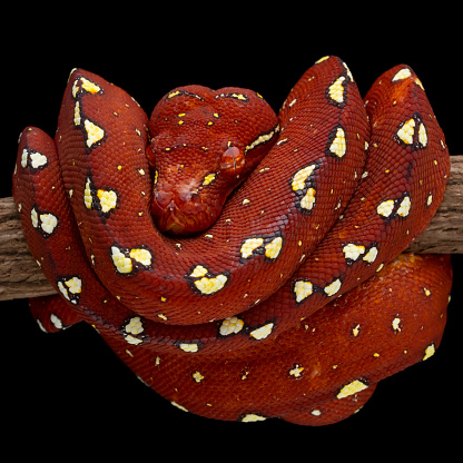Green tree python in red phase