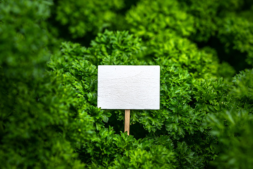 parsley with blank sign as template